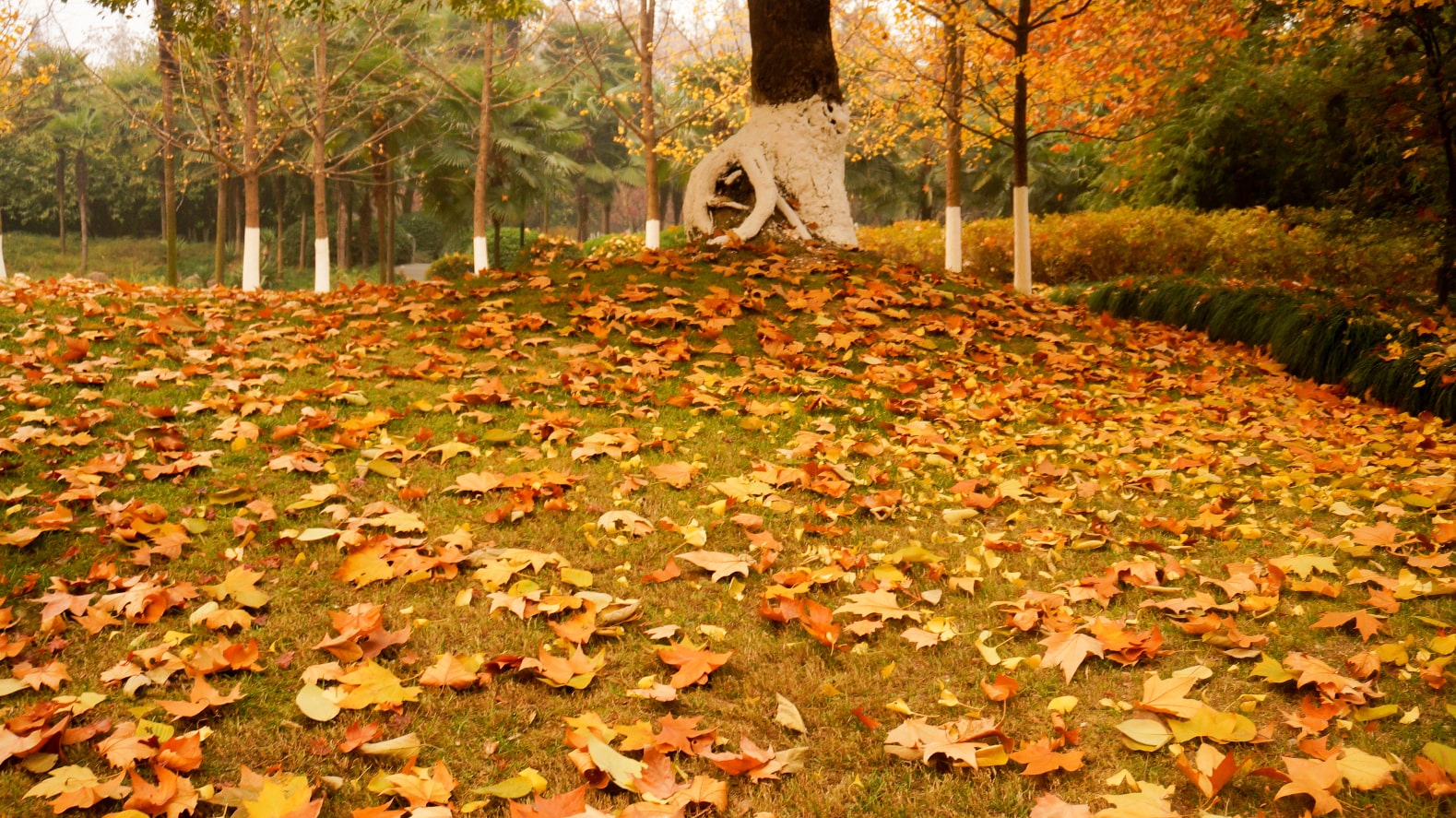 Fall Clean Un in Edmoton