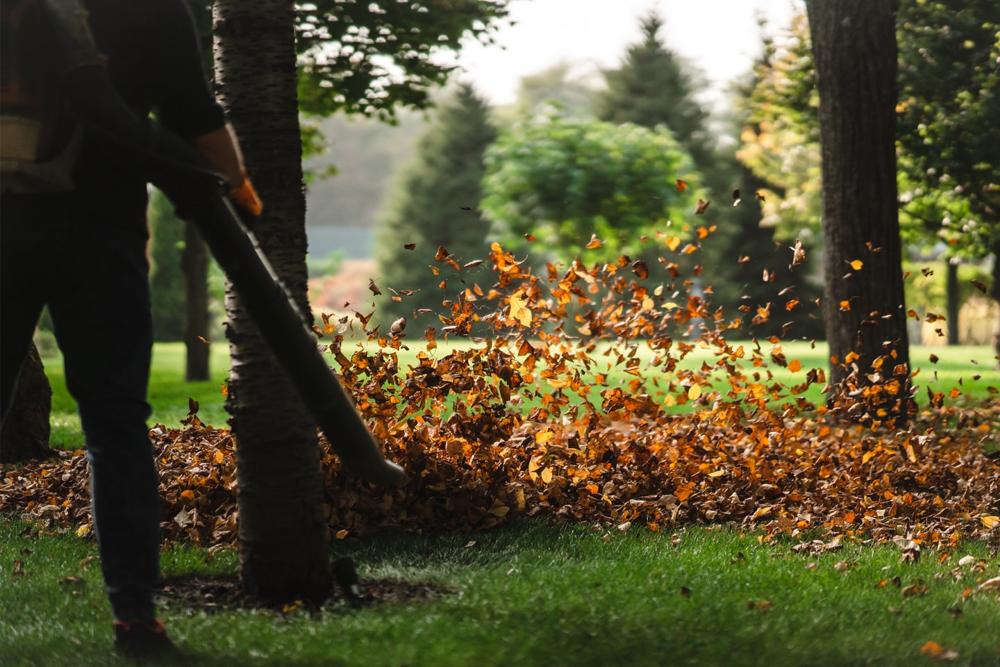 Fall yard clean services