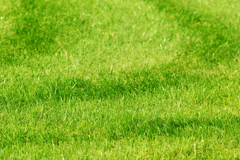 Lawn Moving Service on Edmonton