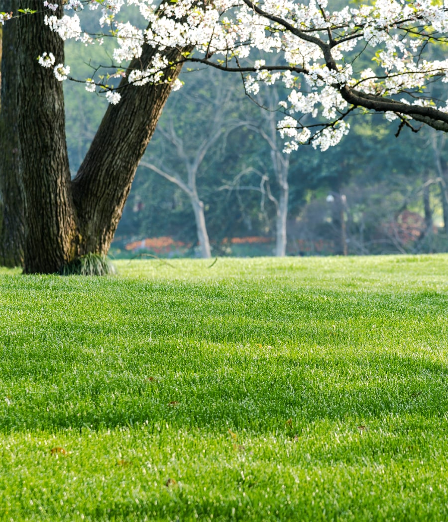 spring-clean-up-services